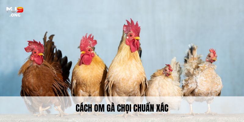 Cách om gà chọi chuẩn xác
