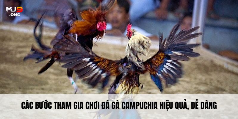 Các bước tham gia chơi đá gà Campuchia hiệu quả, dễ dàng