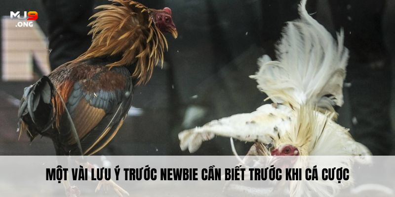 Một vài lưu ý trước newbie cần biết trước khi cá cược
