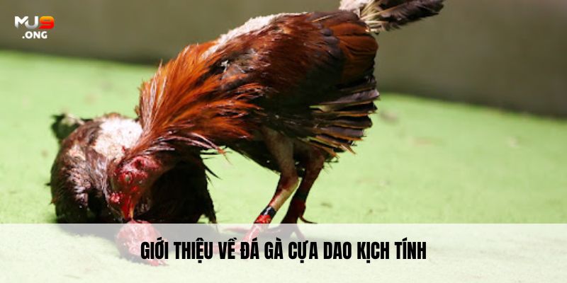Giới thiệu về đá gà cựa dao kịch tính