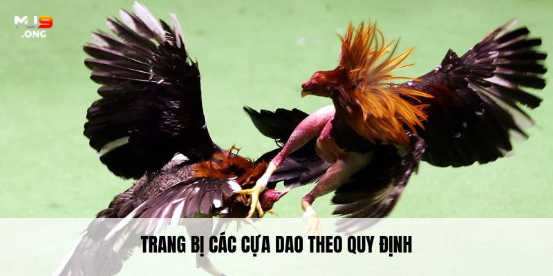 Trang bị các cựa dao theo quy định