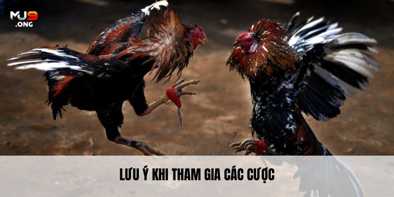 Lưu ý khi tham gia các cược