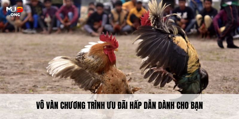 Quy trình tham gia Đá gà Mỹ nhanh chóng, dễ hiểu