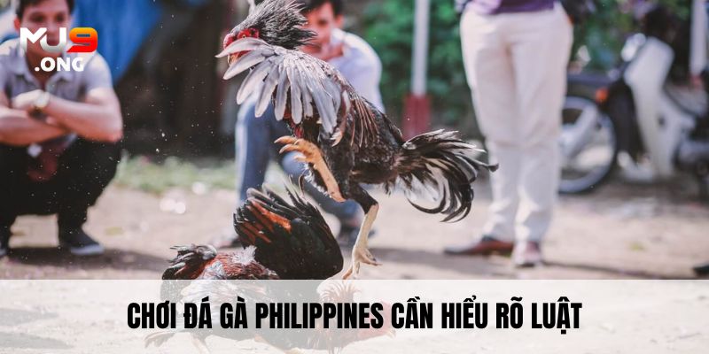 Trên thực tế, đá gà Philippines sở hữu nhiều điểm khác biệt