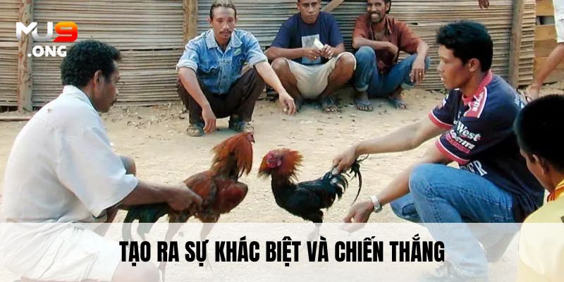 Chơi đá gà Philippines cần hiểu rõ luật