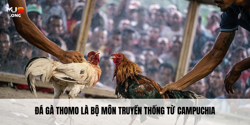 Đá gà Thomo là bộ môn truyền thống từ Campuchia
