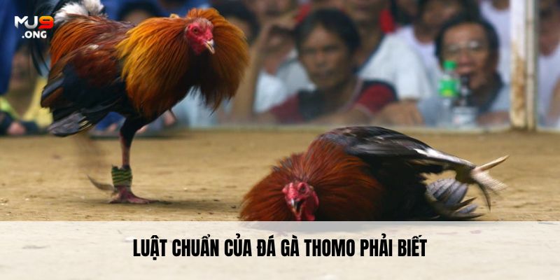 Luật chuẩn của đá gà Thomo phải biết