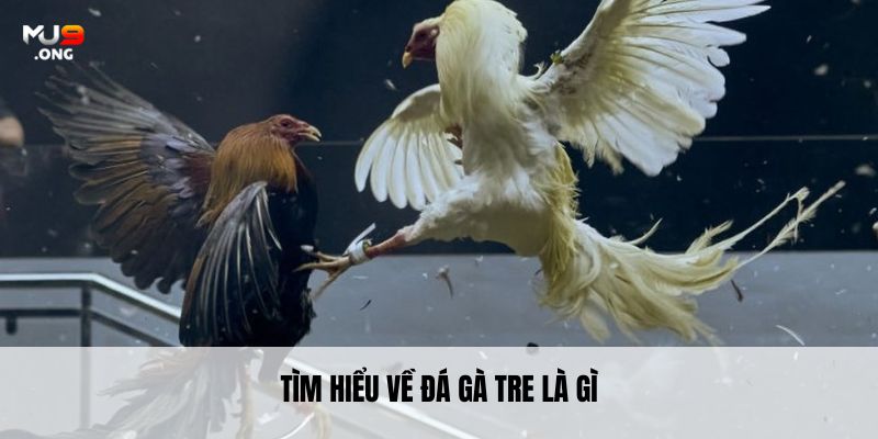 Tìm hiểu về đá gà tre là gì