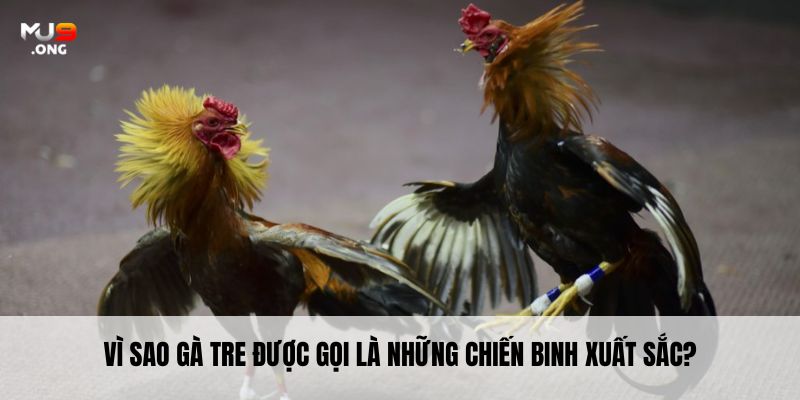 Vì sao gà tre được gọi là những chiến binh xuất sắc?