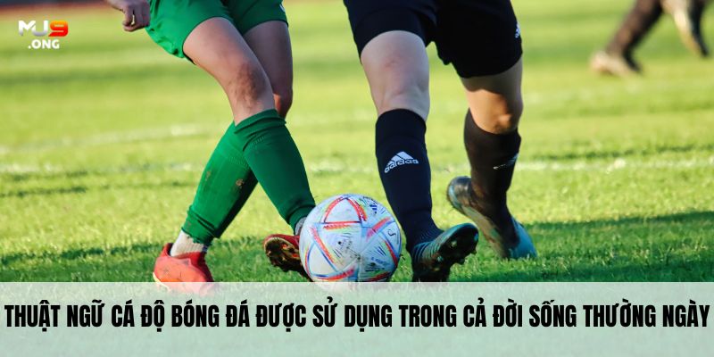 Thuật ngữ cá độ bóng đá được sử dụng trong cả đời sống thường ngày