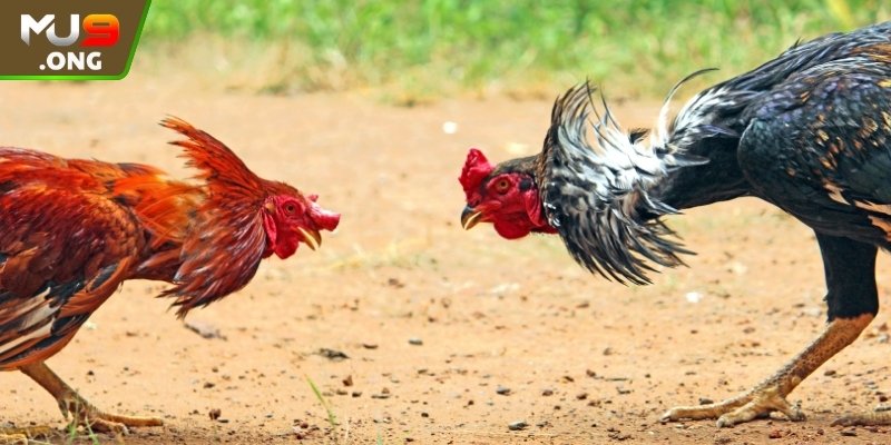 Giới thiệu sơ lược về Đá Gà