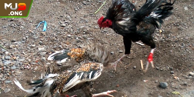 Quản lý tiền cược một cách hợp lý